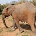 Éléphant symbole de Boromo et de son identité touristique
