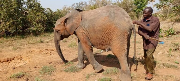 Éléphant symbole de Boromo et de son identité touristique