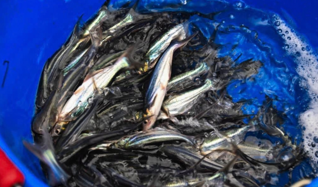 Alevins de pangasius et de tilapia introduits dans les cages flottantes de Pô