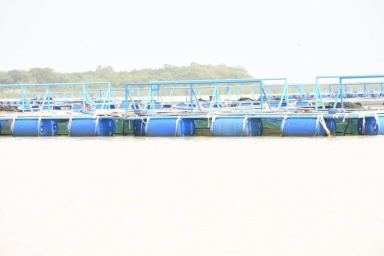 Cages flottantes pour la production piscicole au barrage de Soum au Burkina Faso.