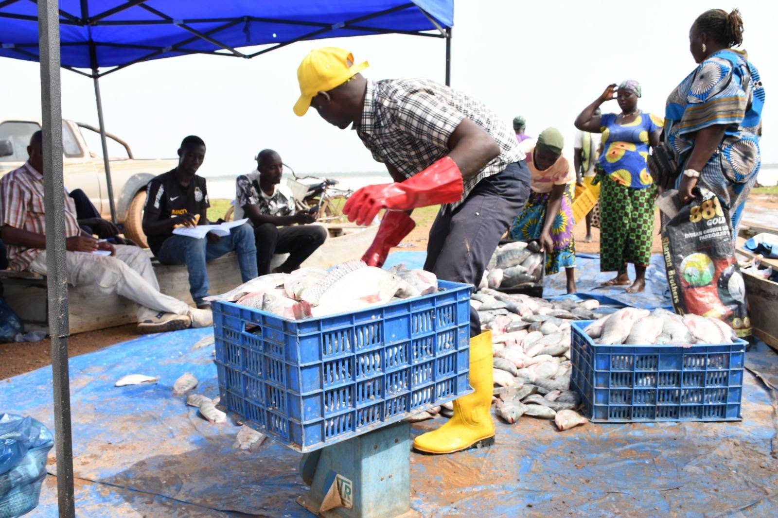 Poissons issus de la production piscicole destinés à la commercialisation au Burkina Faso.