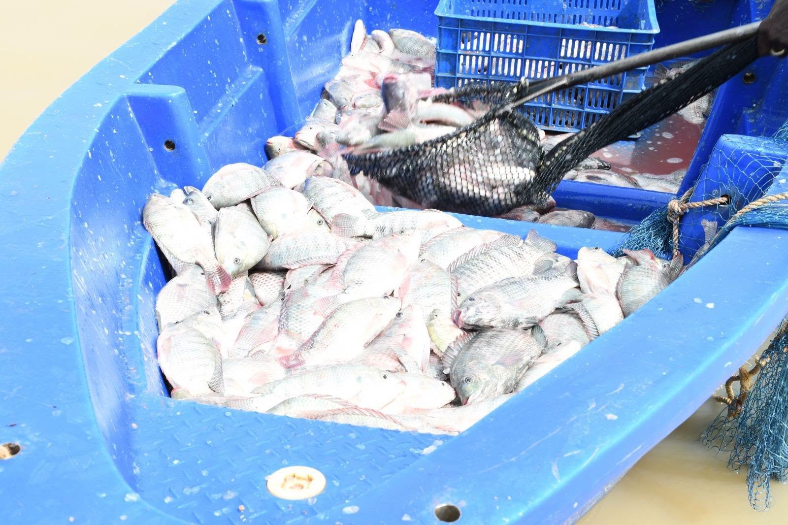 Récolte de poissons issus de l’élevage en cages flottantes au barrage de Soum.